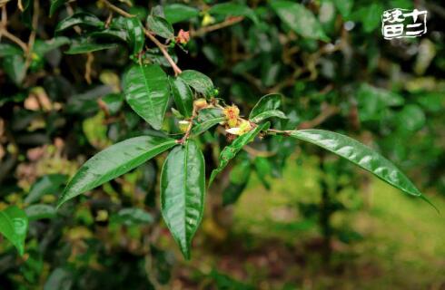 十二块田:以茶为梦天地宽